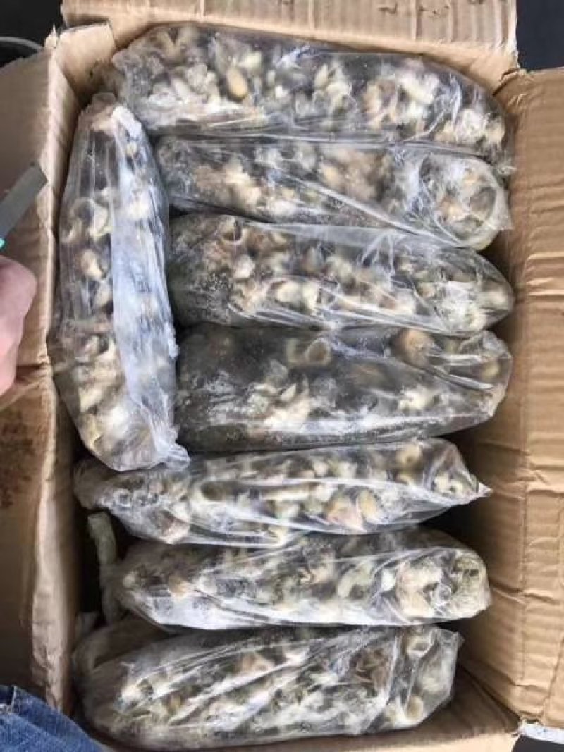 海螺头，进口海螺肉单冻，价格便宜
