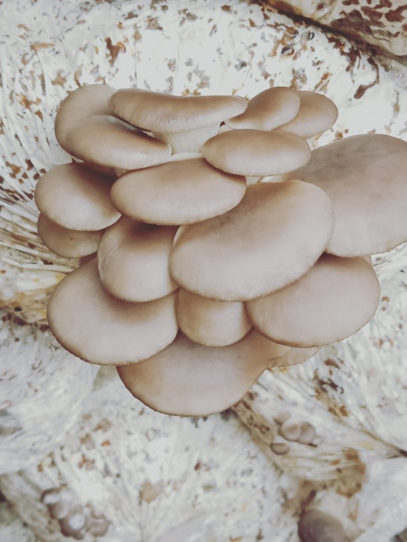 平菇