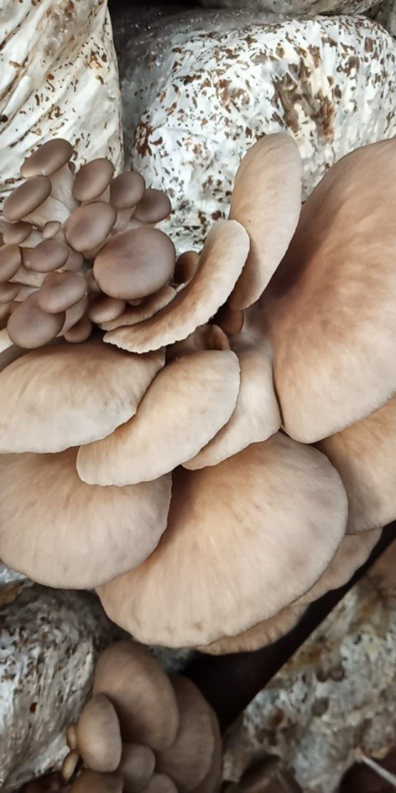 平菇