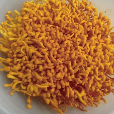 黑皮鸡枞菌，北虫草，蛹虫草，虫草花，鲜品，干品，菌种