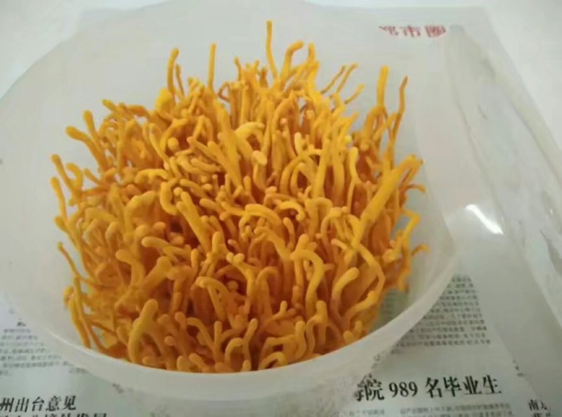 黑皮鸡枞菌，北虫草，蛹虫草，虫草花，鲜品，干品，菌种