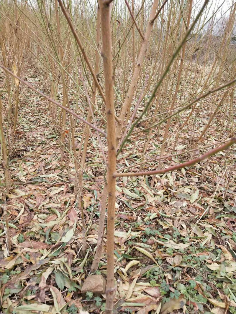 品种桃树苗、苗圃货源！品种保证，货源充足