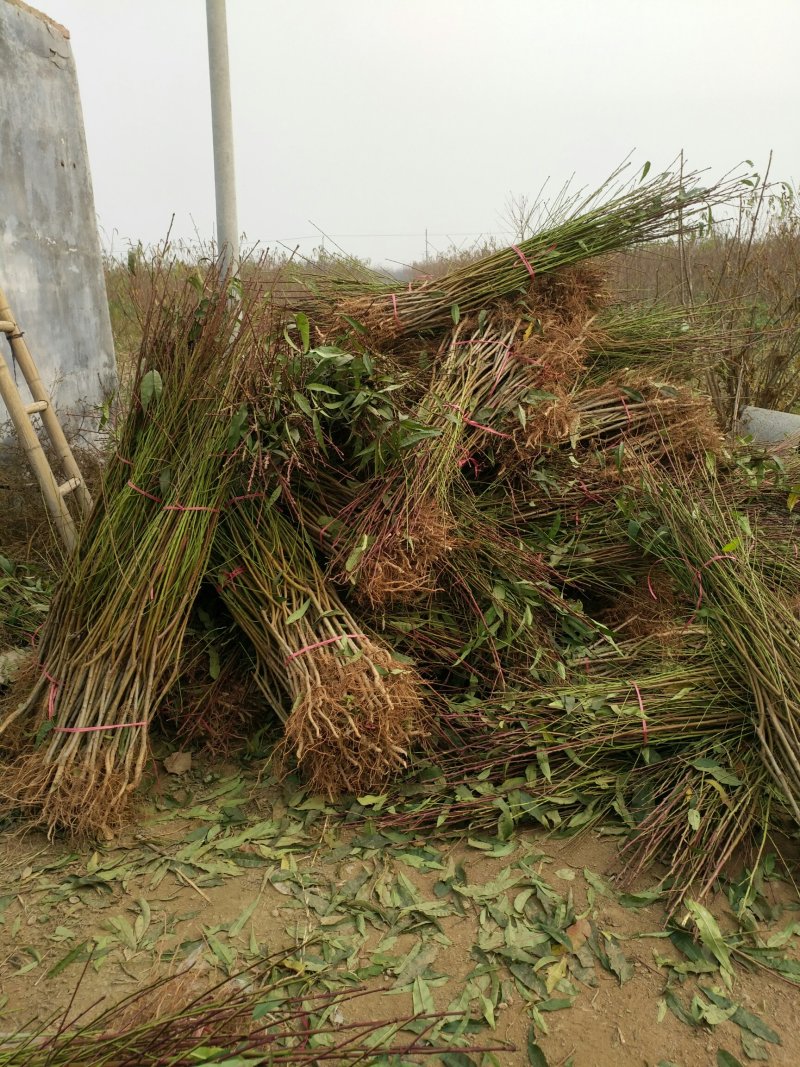 品种桃树苗、苗圃货源！品种保证，货源充足