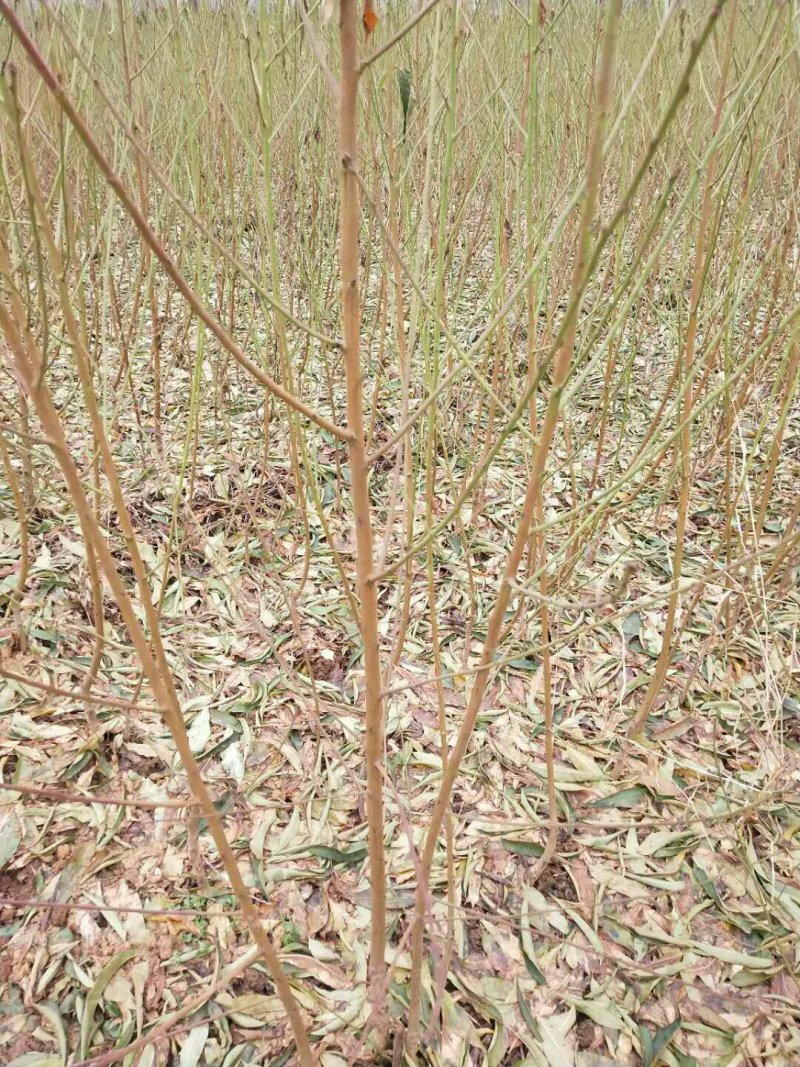 品种桃树苗、苗圃货源！品种保证，货源充足
