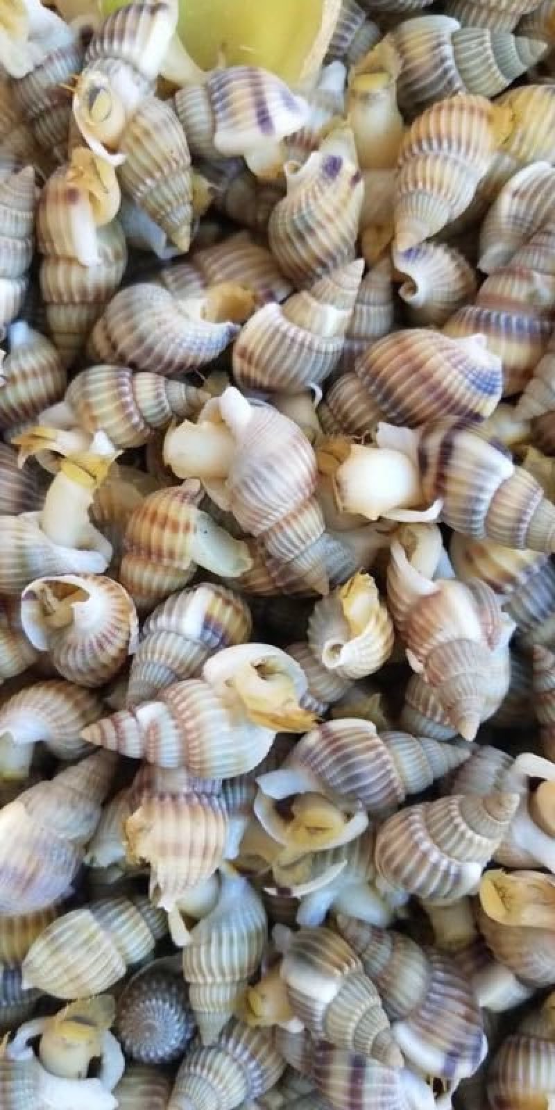 海锥螺，海瓜子，香螺，海螺丝