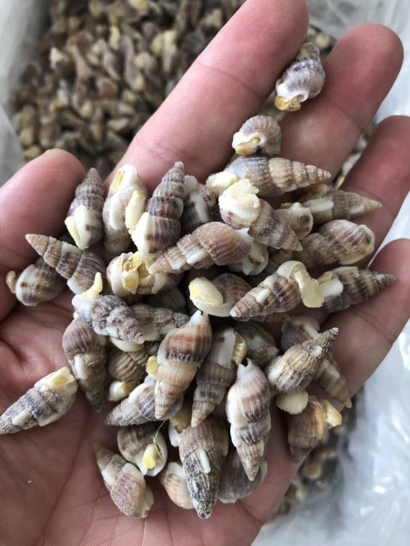 海锥螺，海瓜子，香螺，海螺丝