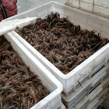 龙虾苗，泸州虾苗，种虾