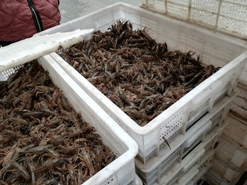 龙虾苗，泸州虾苗，种虾