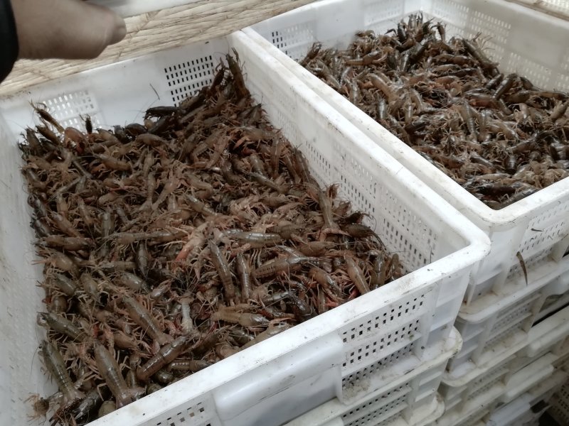 龙虾苗，泸州虾苗，种虾