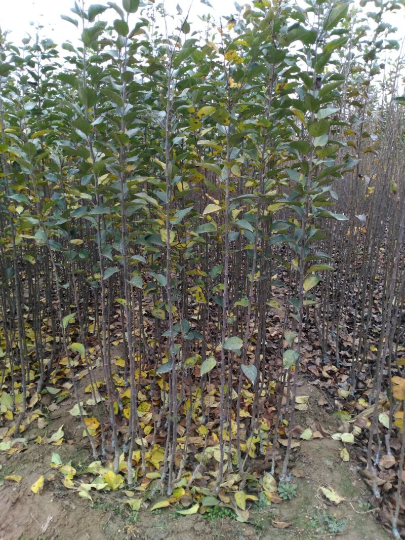 苹果苗