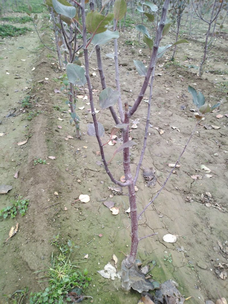 苹果苗