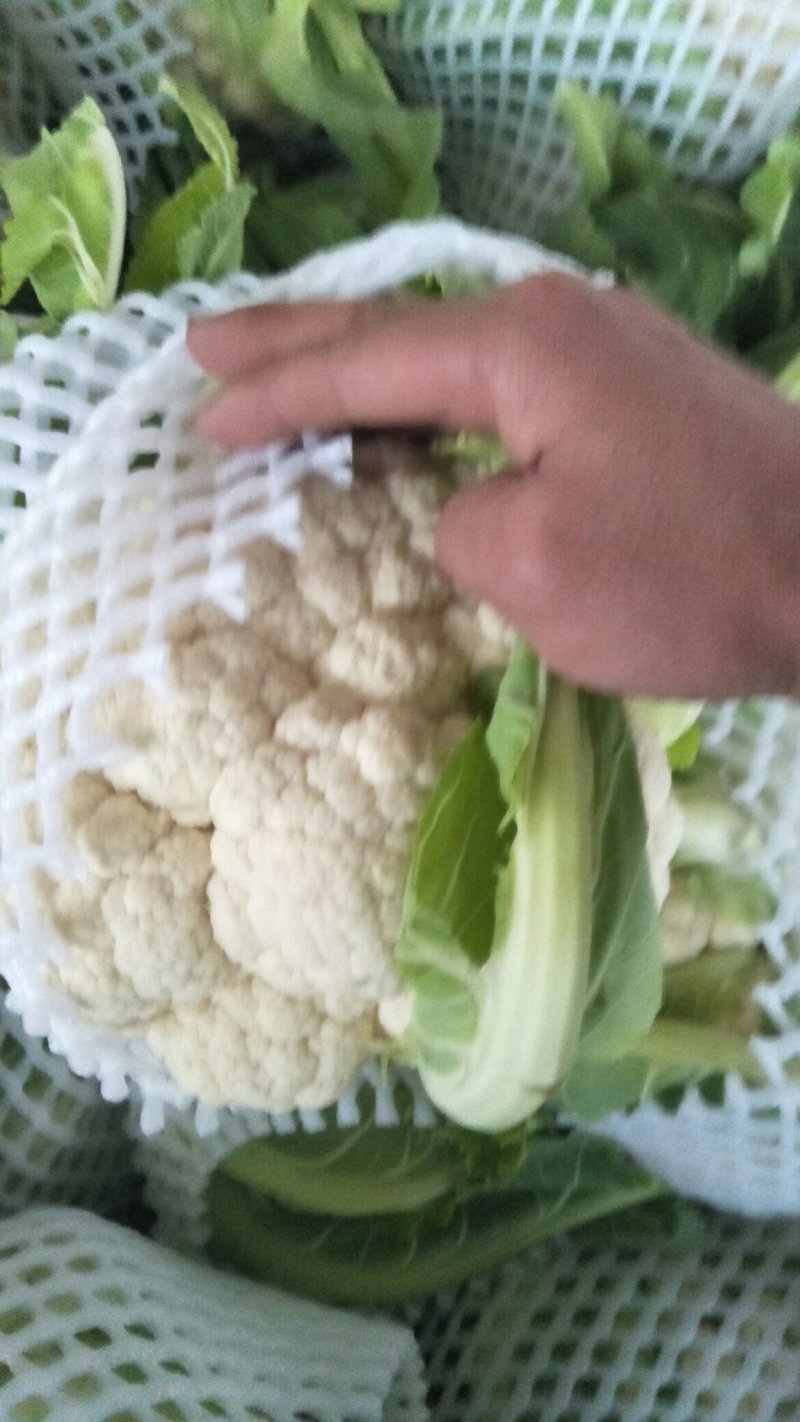 湖北菜花八万亩花椰菜，地头鲜，紧小白花诚信经营