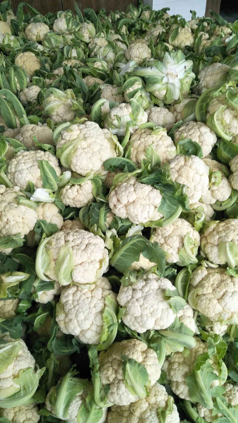 湖北菜花八万亩花椰菜，地头鲜，紧小白花诚信经营