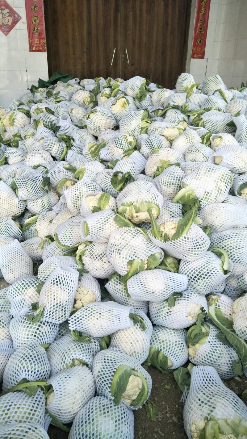 湖北菜花八万亩花椰菜，地头鲜，紧小白花诚信经营