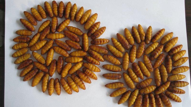 金丝蛹，小蚕蛹，大黄蛹，长年批发供应，各地发货，欢迎询价
