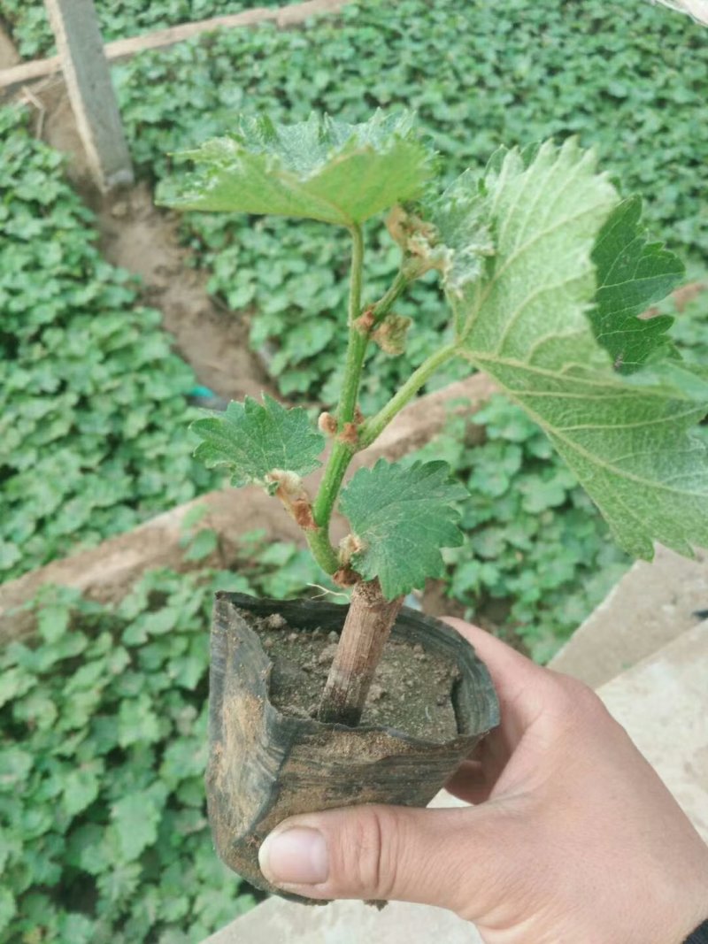 占地葡萄营养杯青苗。无纺布袋，不脱袋直接栽上就活