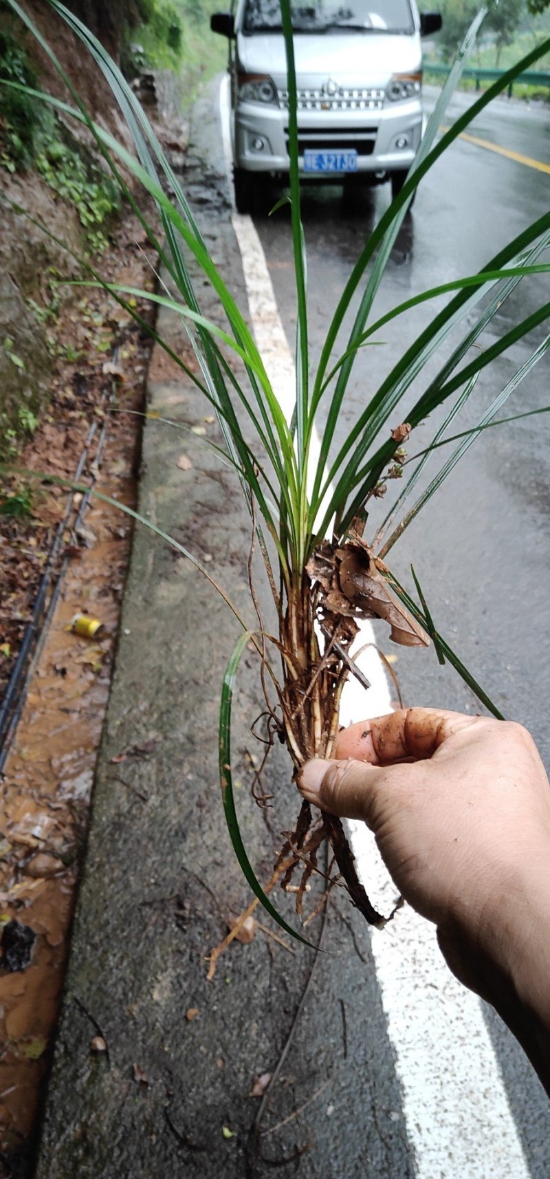 小叶麦冬