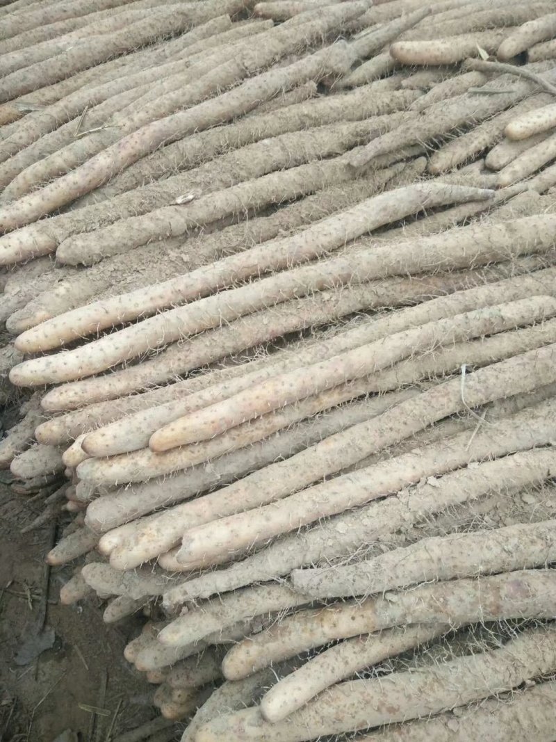 棒药，紫药，小白嘴，产地直发，口感面甜诚信经营，发往全国
