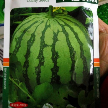 天山早佳8424西瓜种子