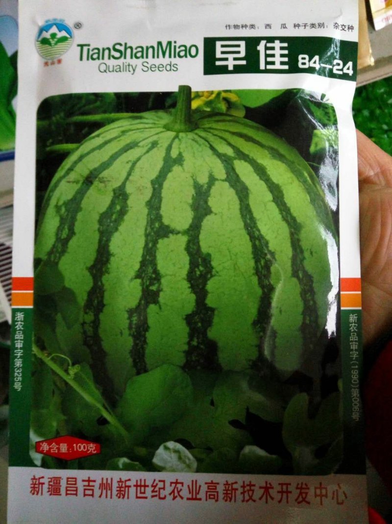 天山早佳8424西瓜种子