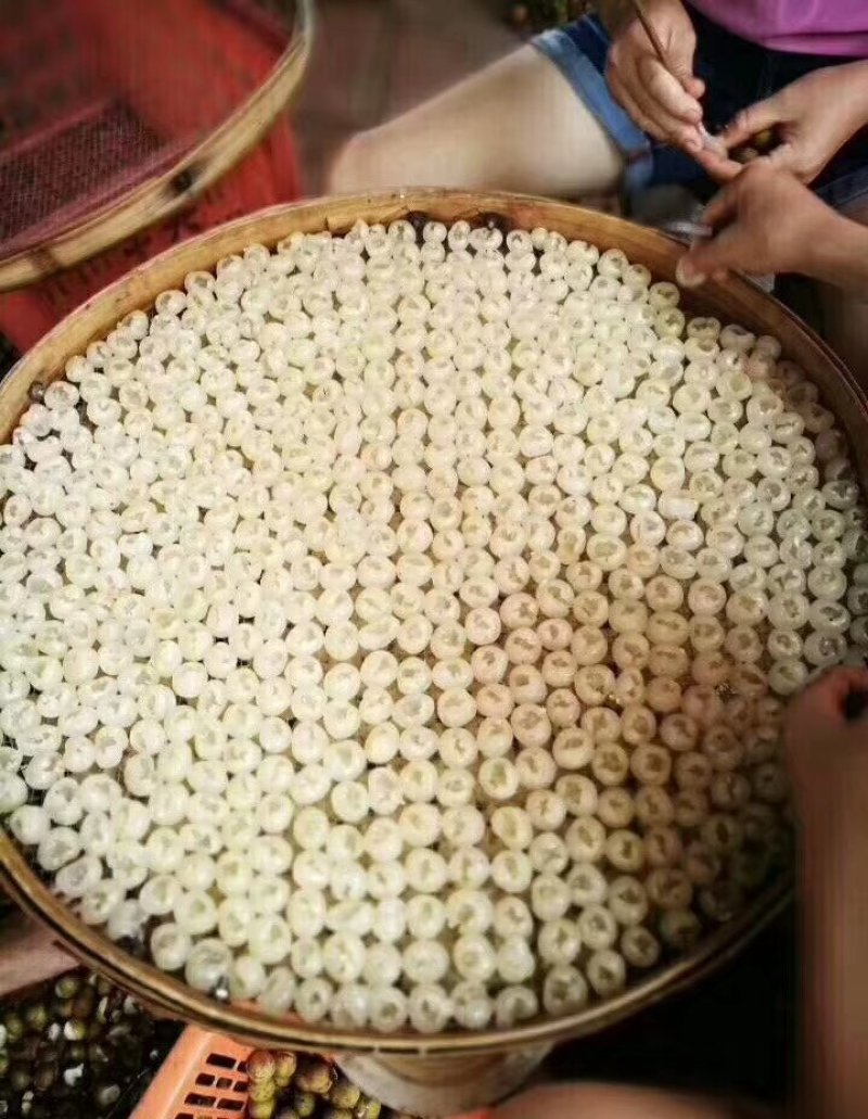 桂圆肉