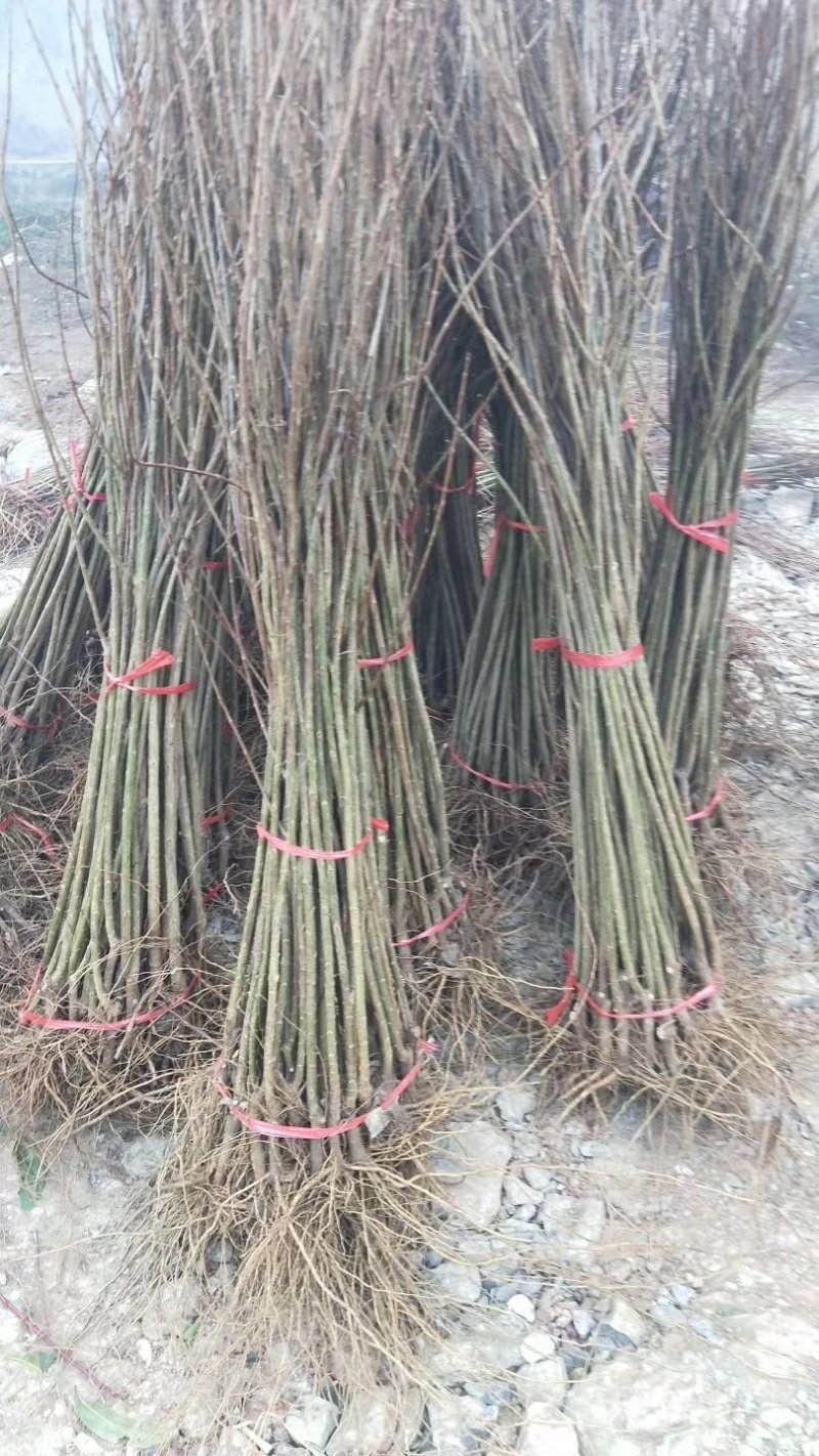 蒙阳红石榴苗一手嫁接苗两证一签基地直发保证品种成活率