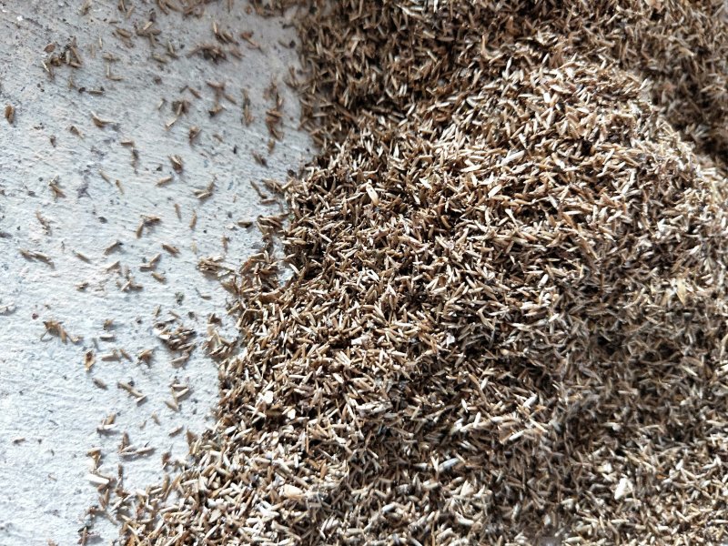 鹤虱北鹤虱中药材批发零售大量供应货真价实
