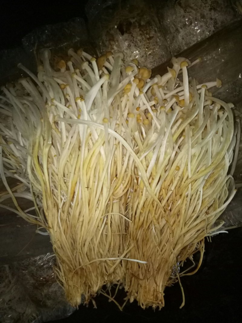 金针菇
