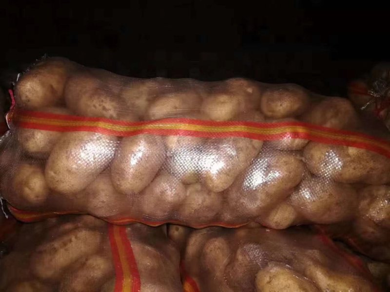 冷库黄心荷兰土豆大量出库，货源充足，全国发货，质量保证，