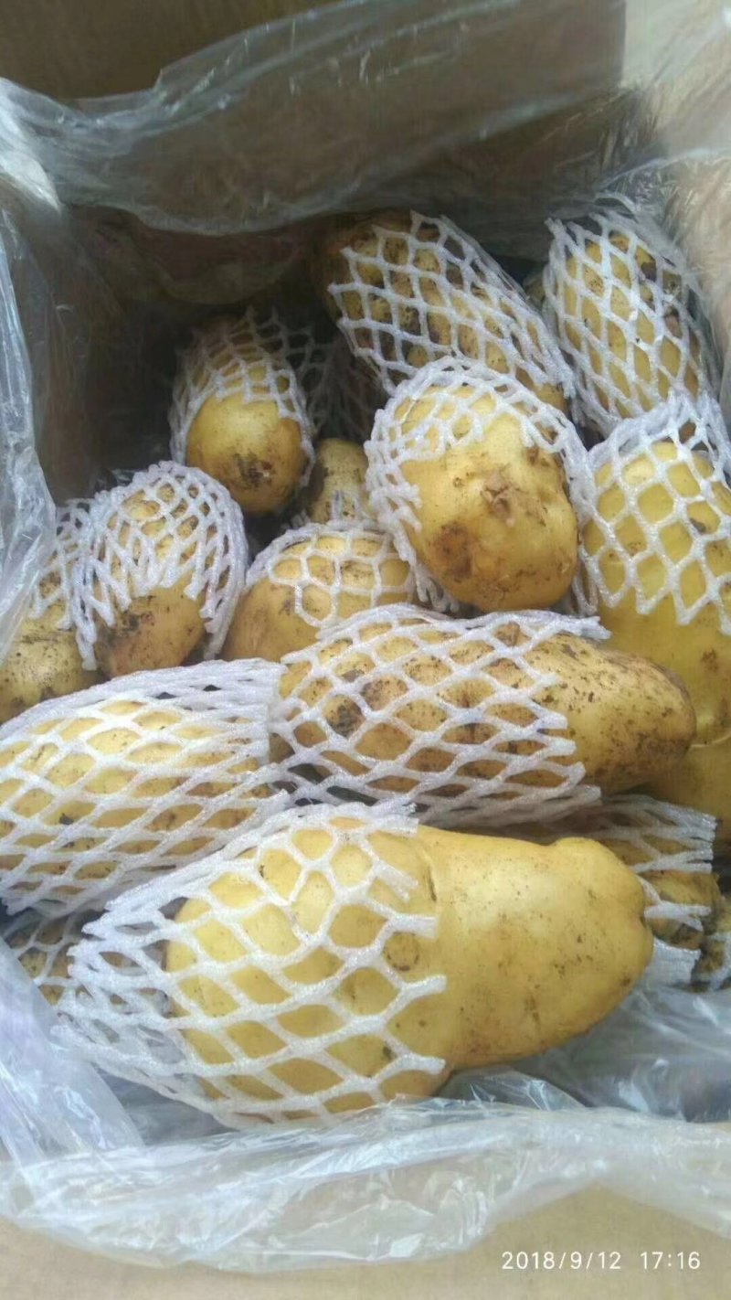 冷库黄心荷兰土豆大量出库，货源充足，全国发货，质量保证，