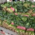 精品黑叶菠菜质量好价格低20～25厘米