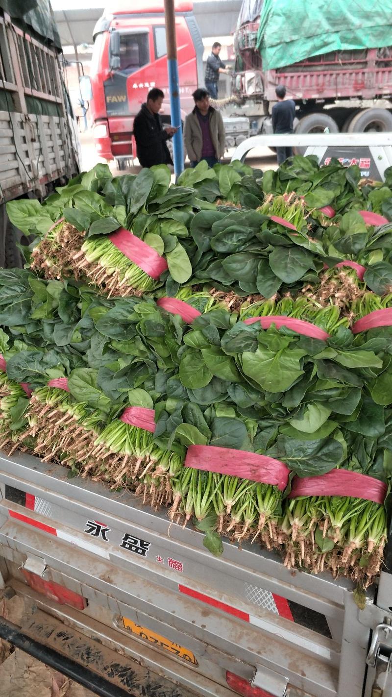 精品黑叶菠菜质量好价格低20～25厘米