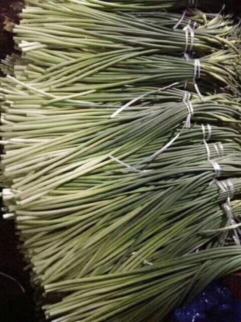冷库蒜薹（红帽，白帽）货源充足，全国发货