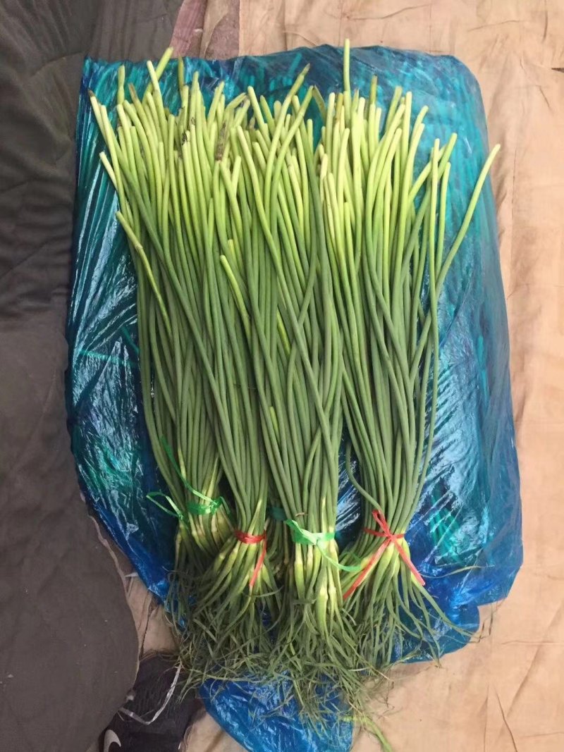 冷库蒜薹（红帽，白帽）货源充足，全国发货