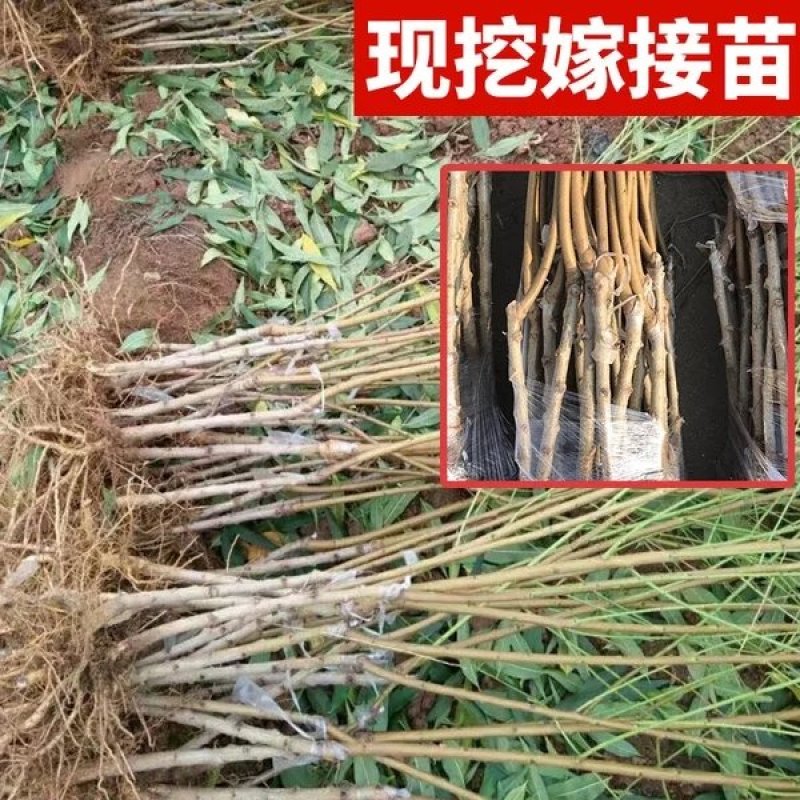 映霜红桃树苗，晚熟，脆甜，储存时间长，可规模种植
