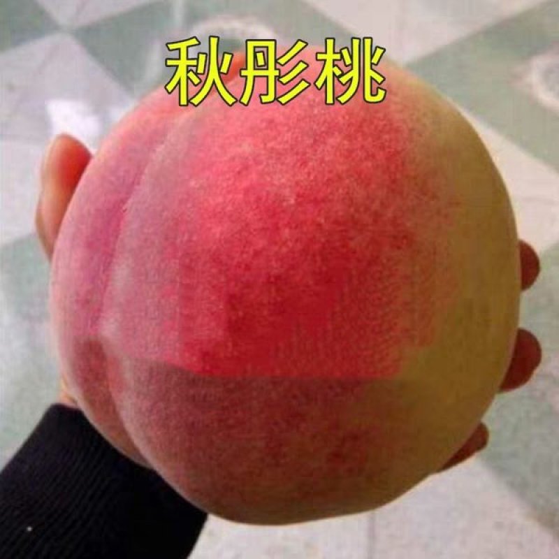 映霜红桃树苗，晚熟，脆甜，储存时间长，可规模种植