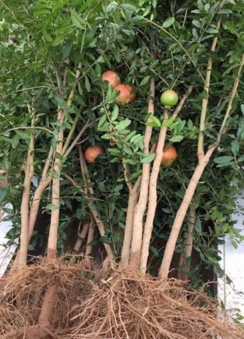 软籽黑石榴苗，纯甜，明年结果苗，质量保证