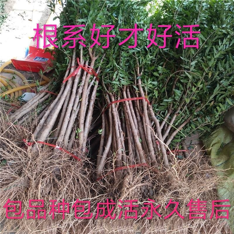 软籽黑石榴苗，纯甜，明年结果苗，质量保证