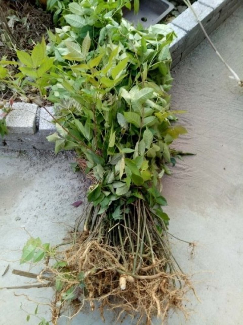 吴茱萸苗死苗补种送生根粉