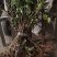 吴茱萸苗死苗补种送生根粉