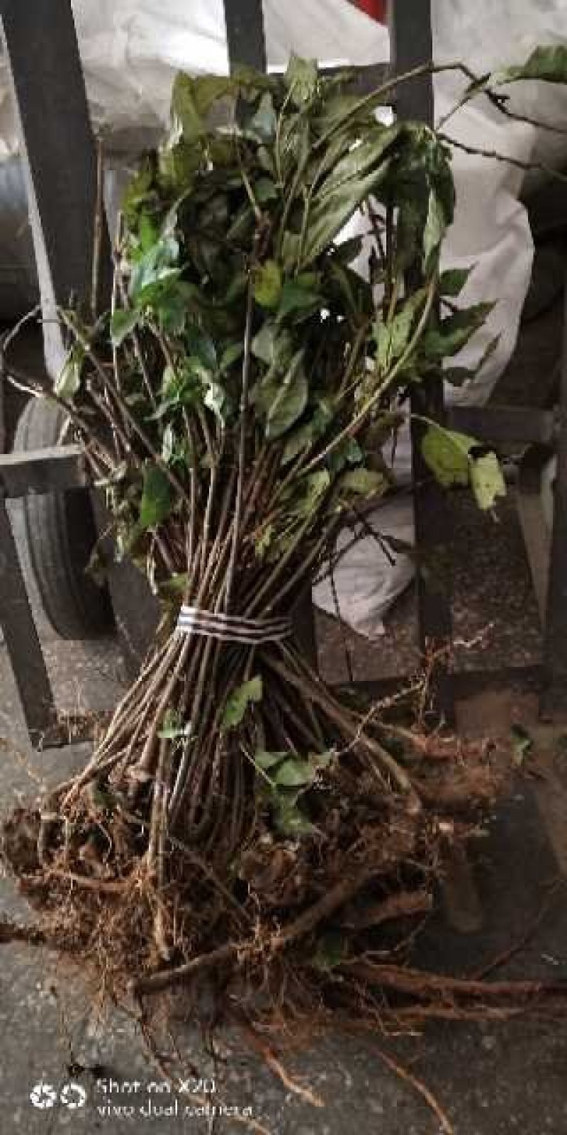吴茱萸苗死苗补种送生根粉