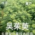 吴茱萸苗死苗补种送生根粉