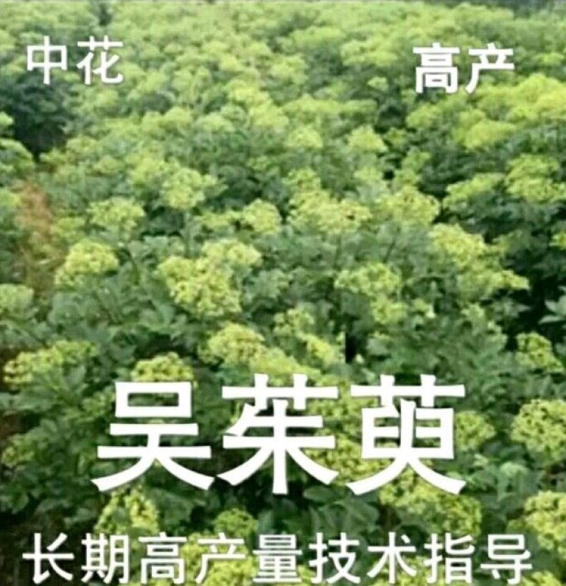 吴茱萸苗死苗补种送生根粉