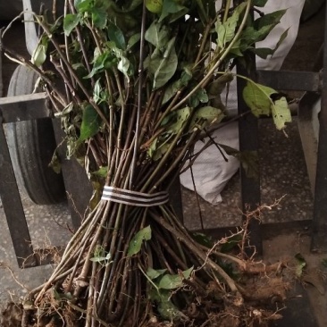 吴茱萸苗死苗补种送生根粉