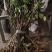 吴茱萸苗死苗补种送生根粉