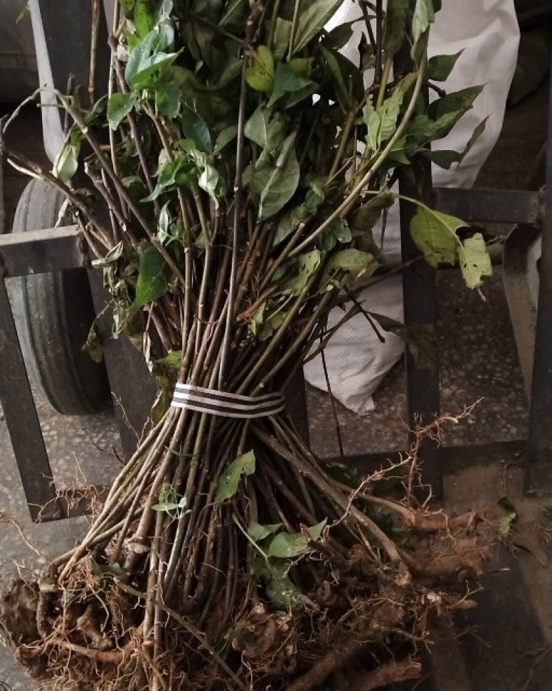 吴茱萸苗死苗补种送生根粉