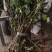 吴茱萸苗死苗补种送生根粉