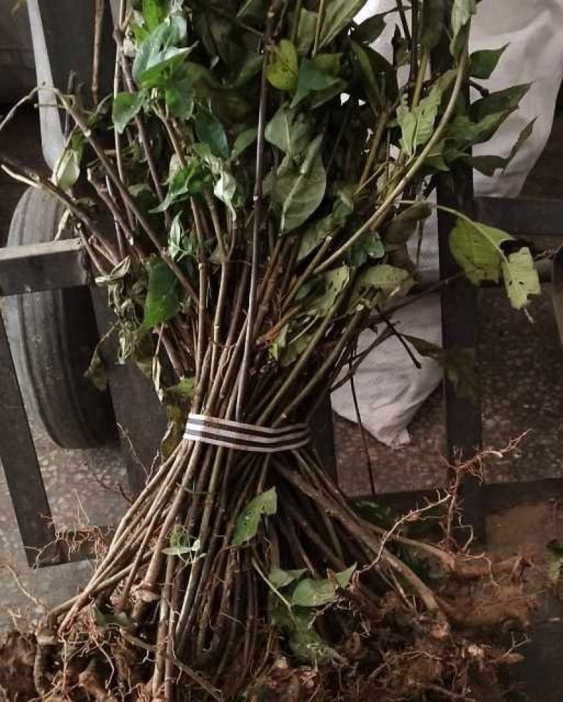 吴茱萸苗死苗补种送生根粉