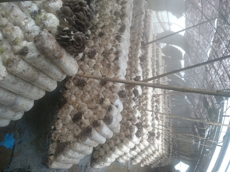 平菇