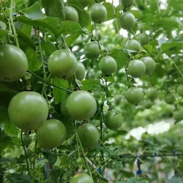 台农一号百香果苗